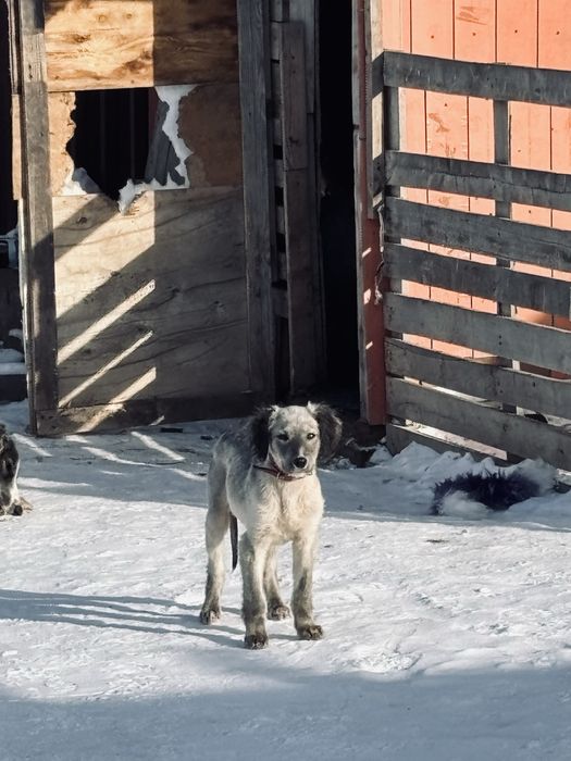 Тазы күшік сатылады