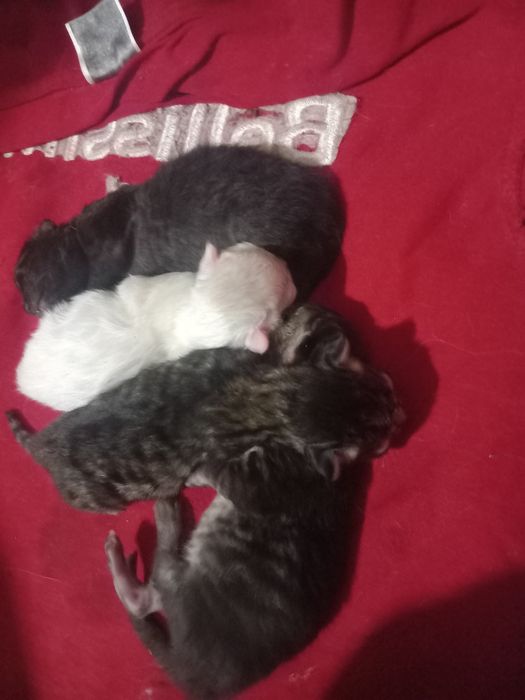 Котята отдам даром