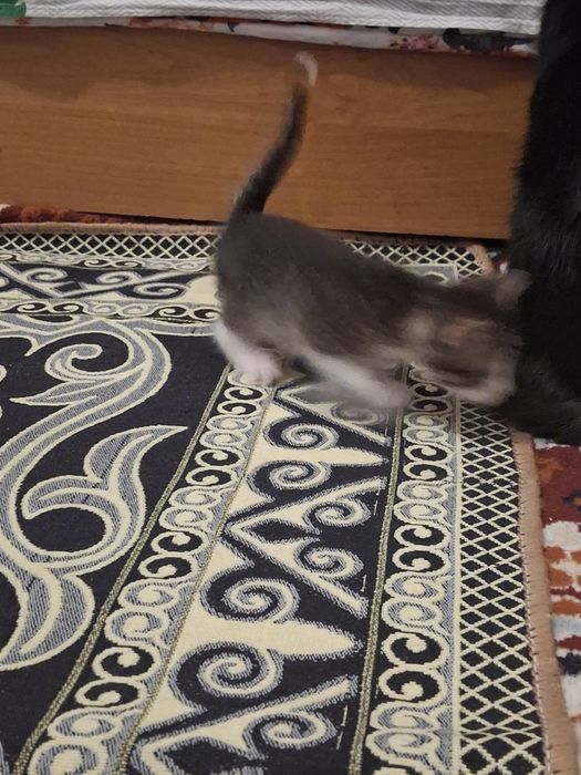 Мысықтың балдпры