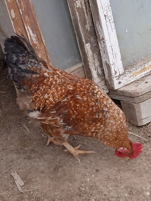 Атештер сатылымда