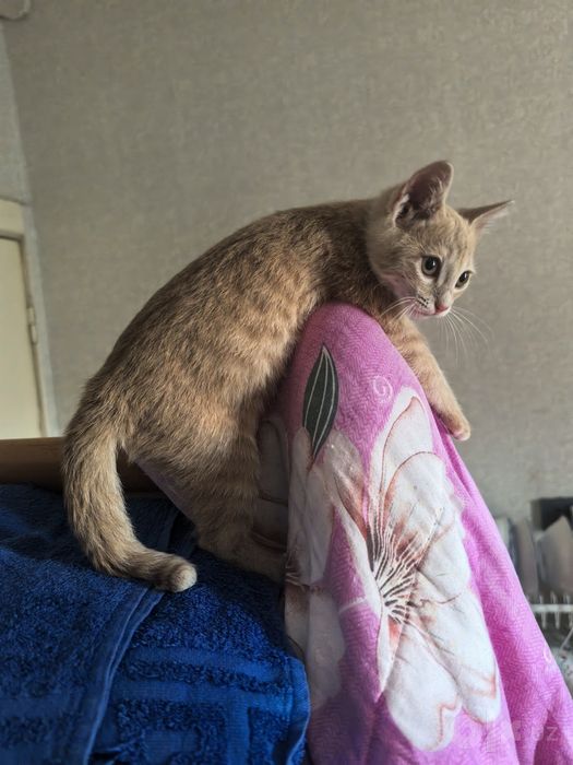 Котёнок в хорошие руки