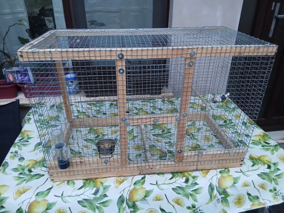 Pereche agapornis fisher