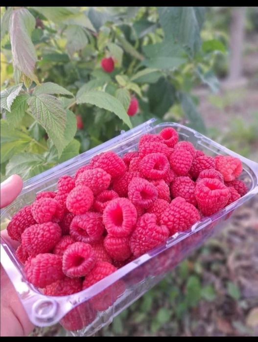 Drajoni zmeură polka