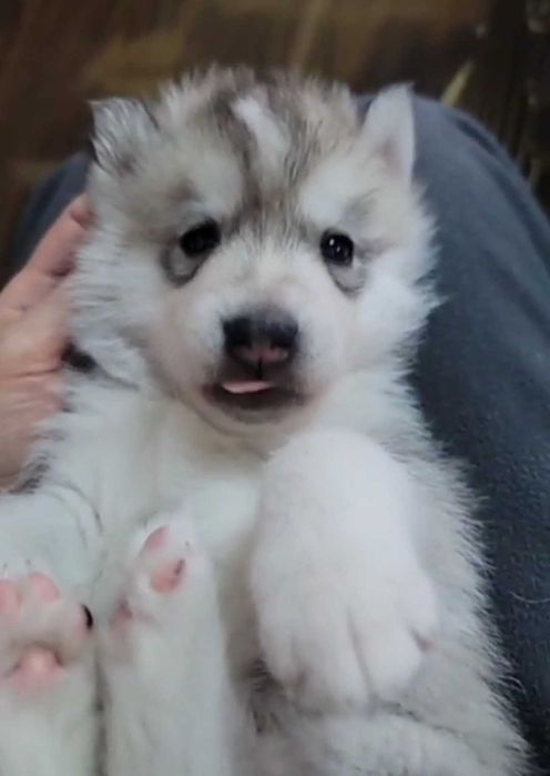 Срочно чистокровный сибирский хаски мальчик 1,5 месяца
