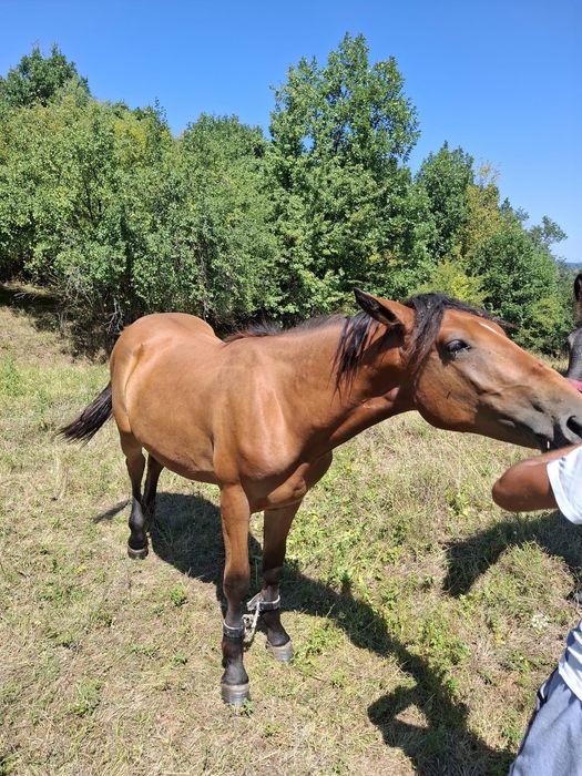 Iapă / mânz de vânzare
