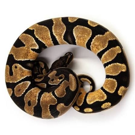 Королевский питон