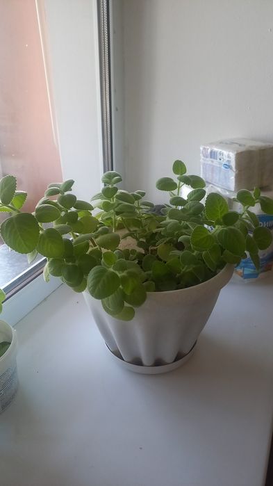 Продам мяту,мелисса,герань(розавидная)