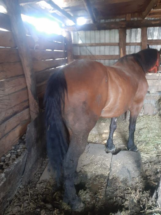 Vând iapa , vârsta 9 ani ,foarte cuminte