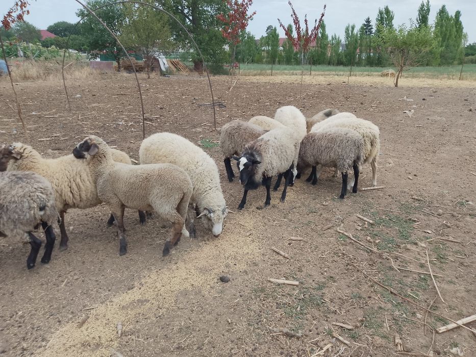 De vânzare berbecuți !