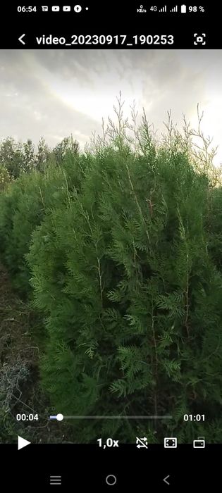 Биота туя шыршалары