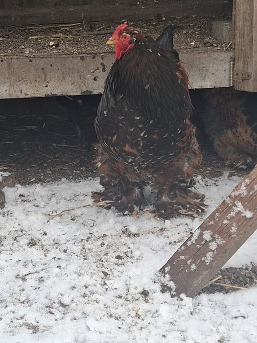 Vând sau schimb cocoși