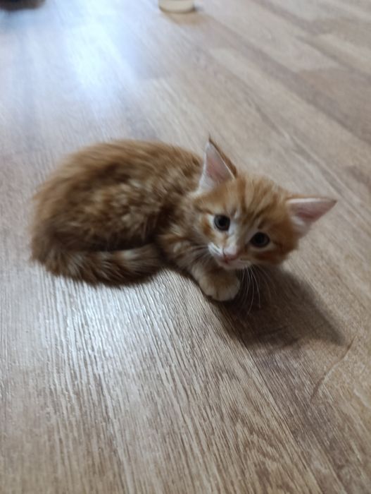 Котята отдам в добрые руки