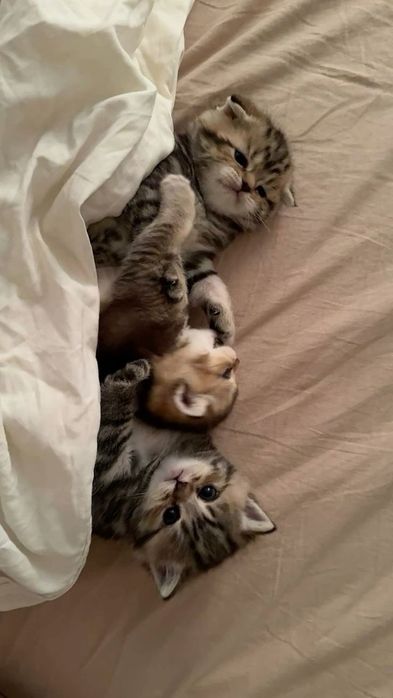 Шотландские котята