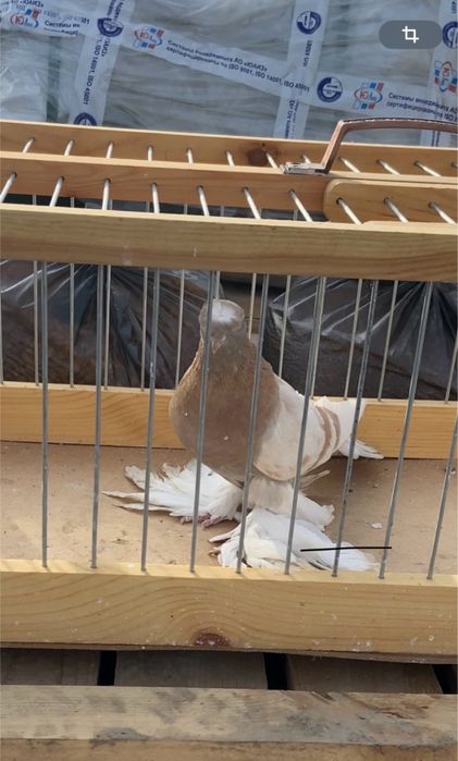 Голуби черно хвостые, сирень…