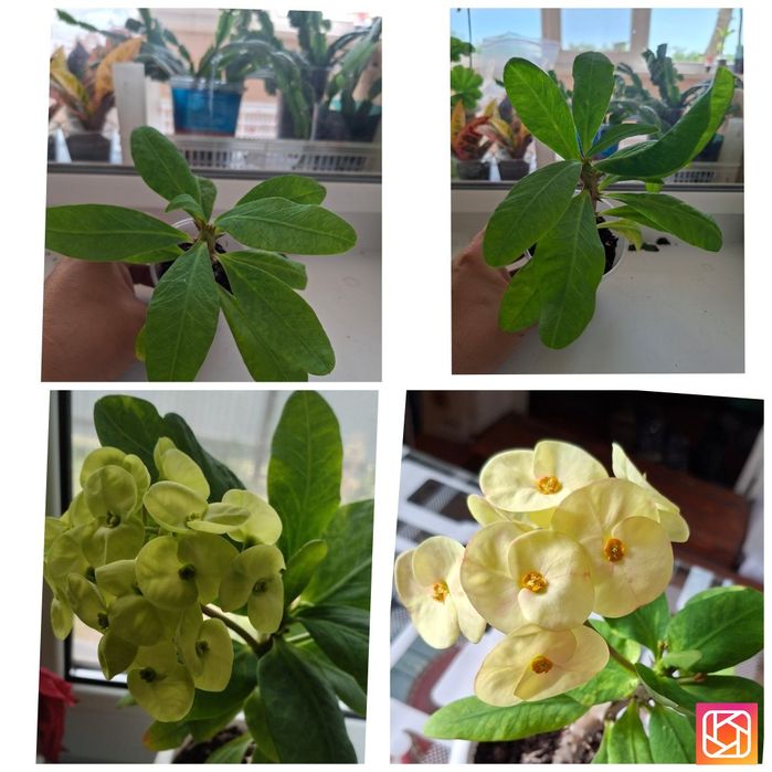 Продам комнатные цветы