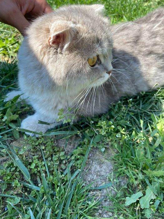 Skottish fold nomlik mushuk quyoshda zoʻr porlaydi koʻzlari katta katt