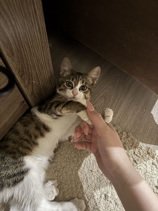 Котенок домашний