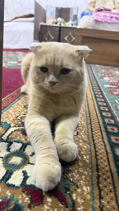 Scottish Fold 1 oylik