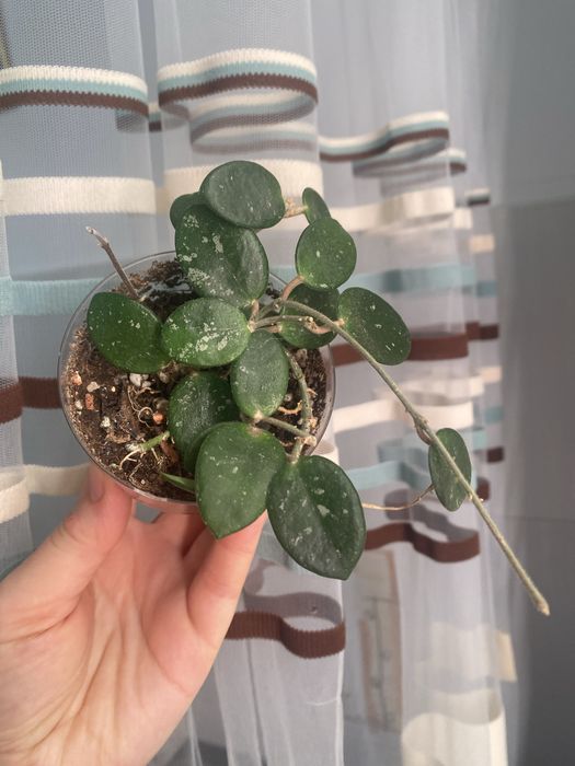 Клмнатные растения