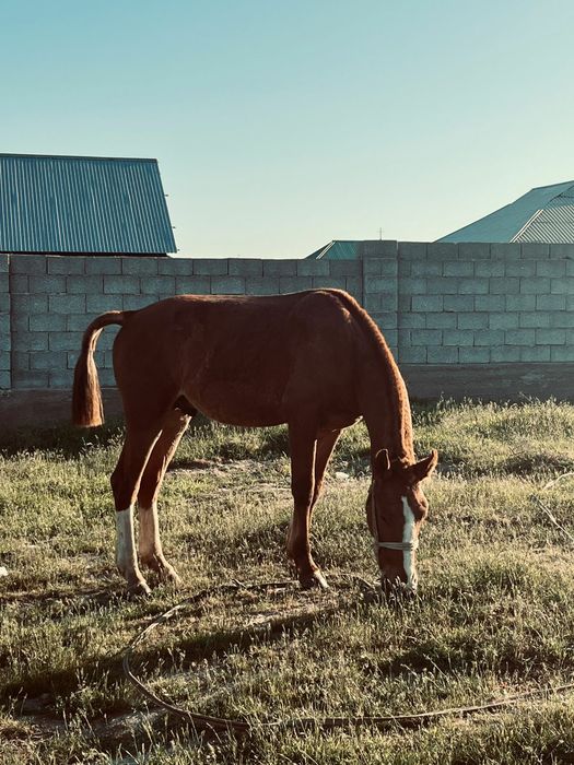 Екі жасар тай сатылады.