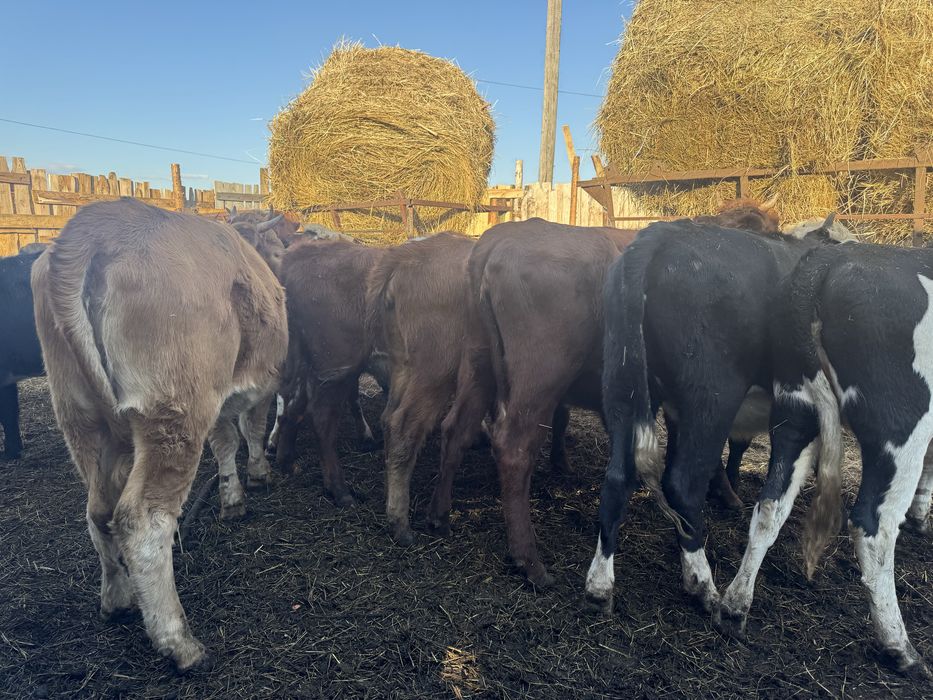 Продам только всех сразу 20 телок