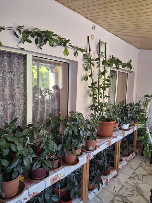 Flori hoya  diferite dimensiuni