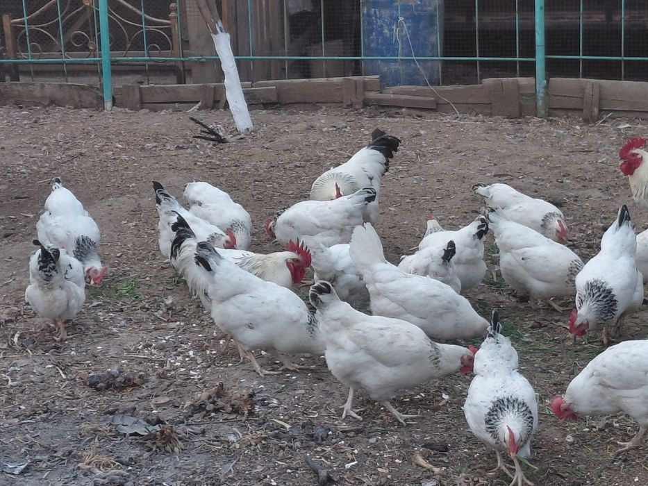 Продается Яйцо инкубационный адлера