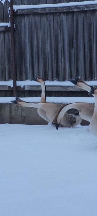 Gascan chinezesc castaniu 2024, gaste chinezesti