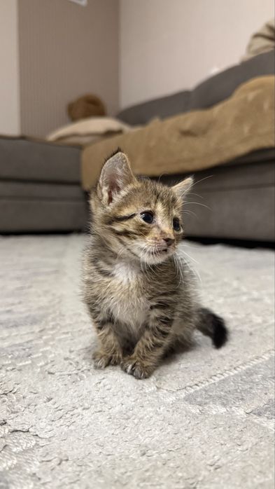 Котенок, мальчик