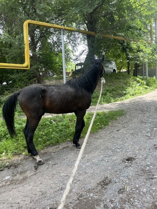 Продам жеребца 5 летка ноги спина всё целое 100% конь
