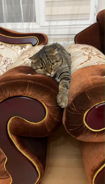 Скоттиш фолд мальчик