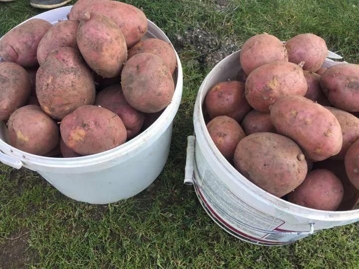 Продам домашний картофель