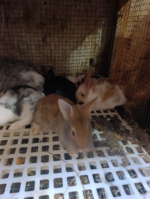 Ona + 7 ta bolasi sotiladi