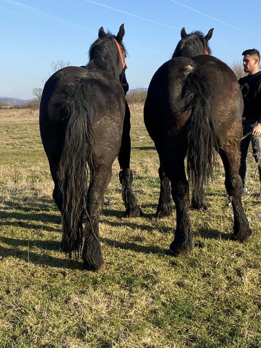 Vând mânze de 3 ani