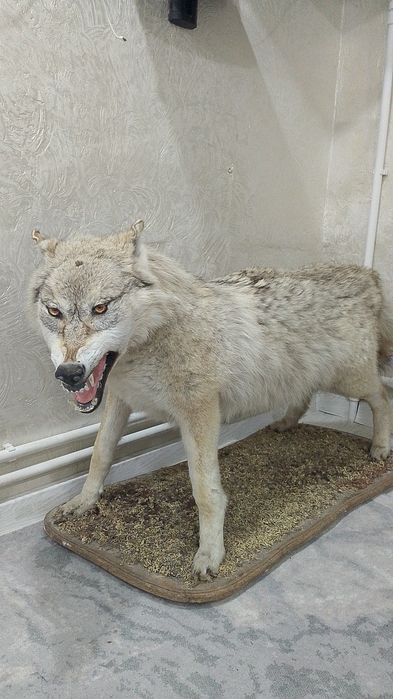 Чучело волка большого размера