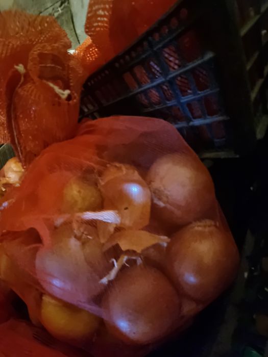 Продам  лук репчатый