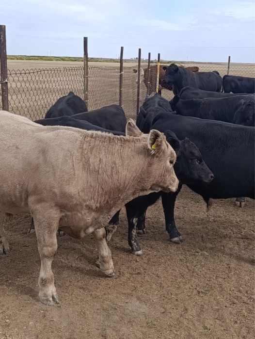 Бычки на продажу