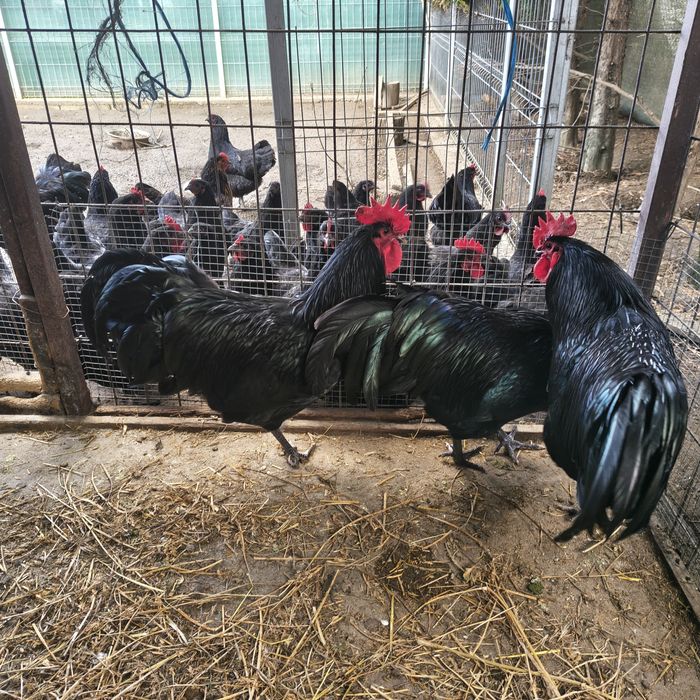 Vând oua pentru incubat din rasa Australorp negru