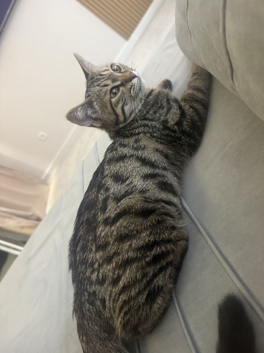 Отдам котенка бесплатно