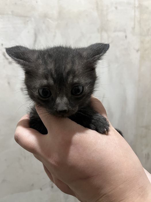 Отдам котят даром