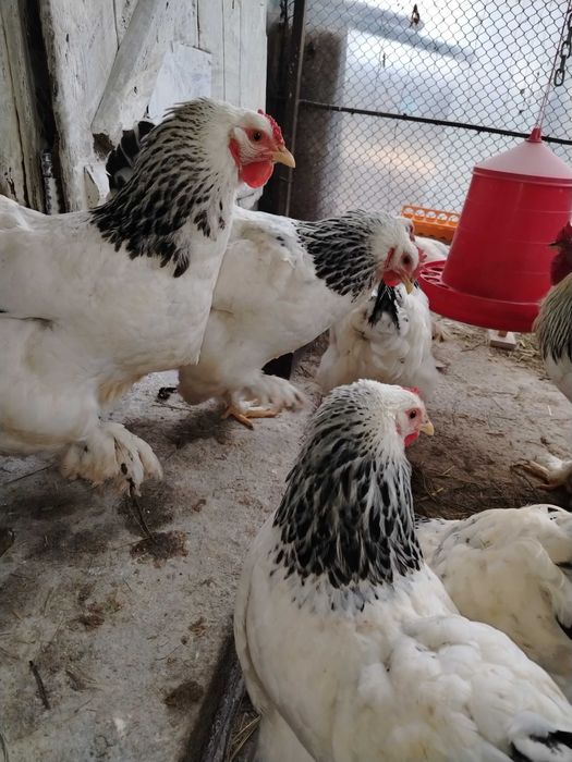 Preiau comenzi pentru ouă pentru incubat.