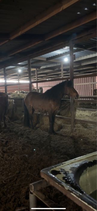 Айгырлар мощный 4 жасар