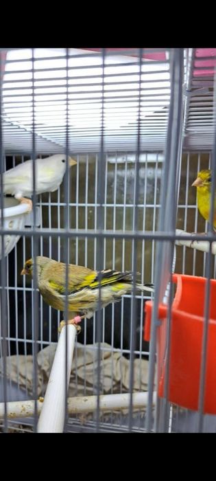 Kanarekalar sodiladi