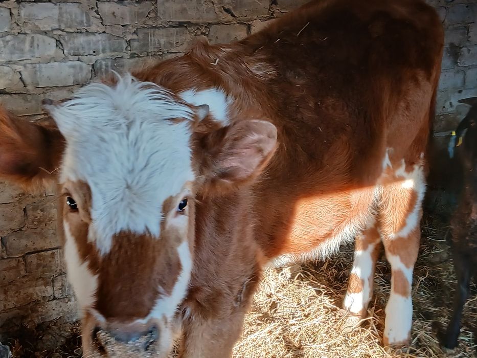 Продам на мясо телочку