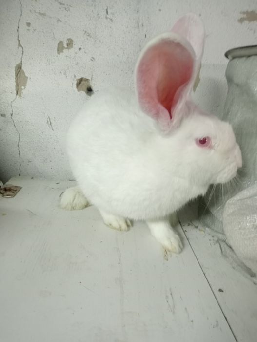 Срочно продам две кролчих