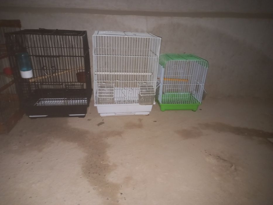 Qafas valer qushlarga