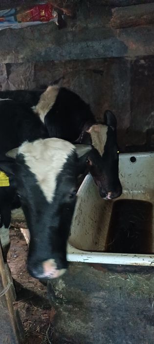 Продам бычков 2шт