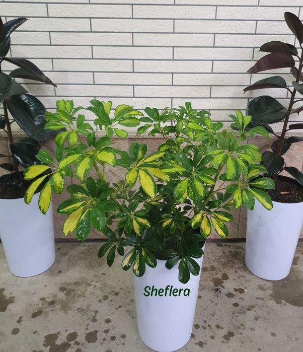 Xona va ofis  gullari