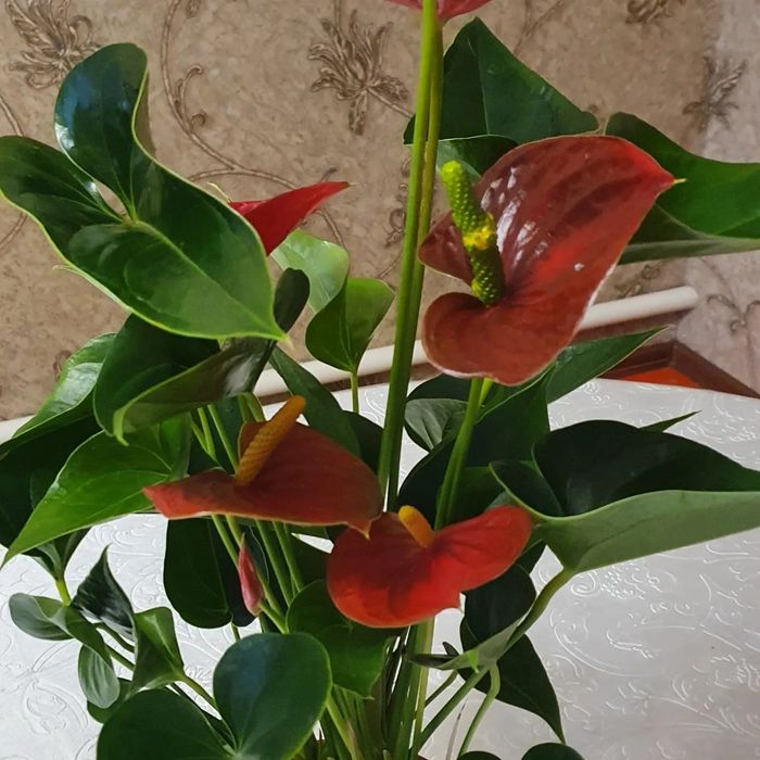 Мужское счастье антуриум