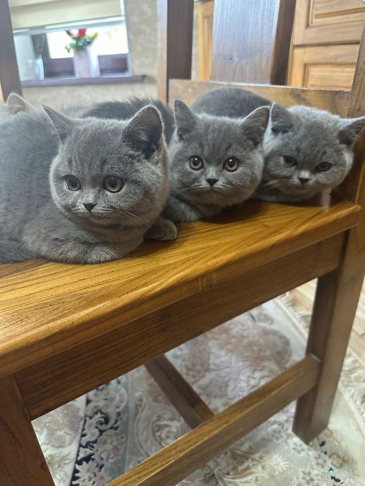 Британские котята